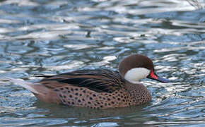 White-cheeked Pintail