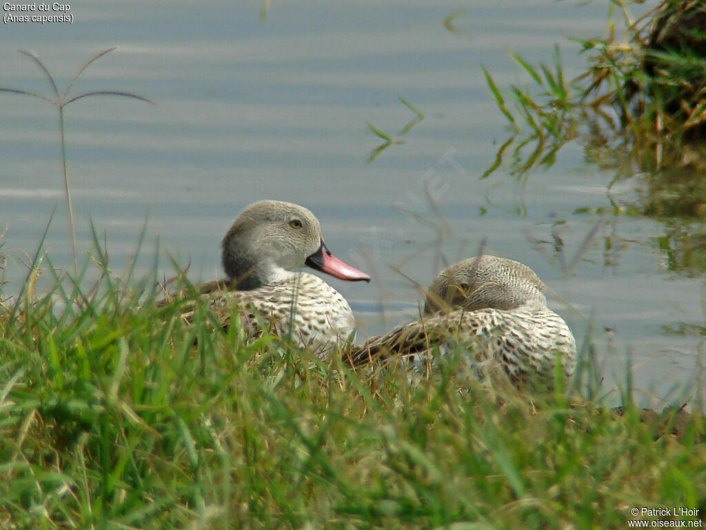 Cape Teal