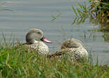 Canard du Cap