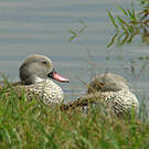Canard du Cap
