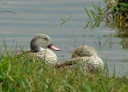 Cape Teal