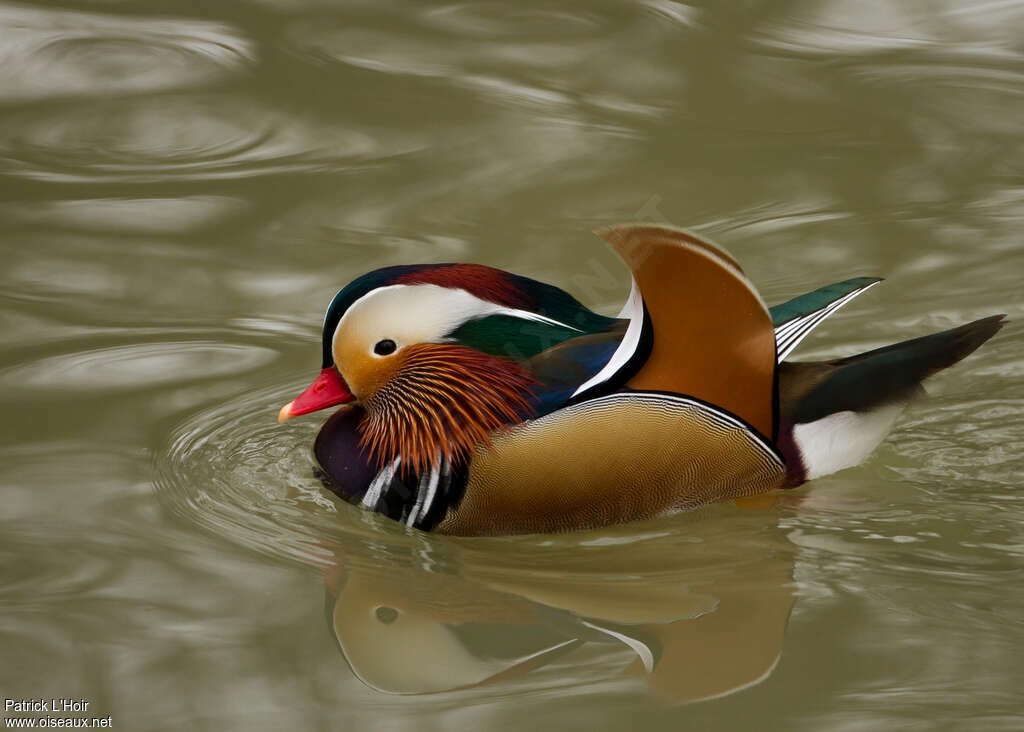 Mandarin Duck male adult post breeding, identification