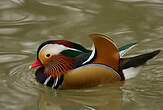 Canard mandarin