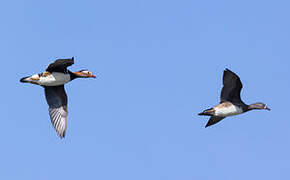 Mandarin Duck