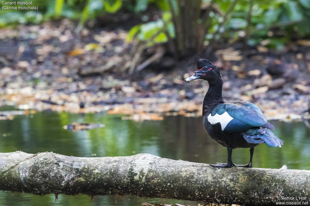 Canard musqué