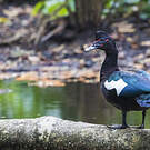 Canard musqué