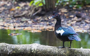 Canard musqué