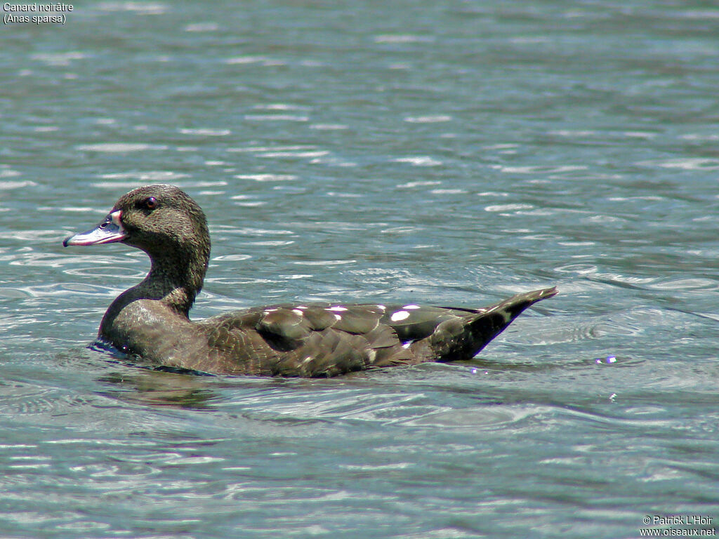 Canard noirâtre