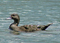 African Black Duck