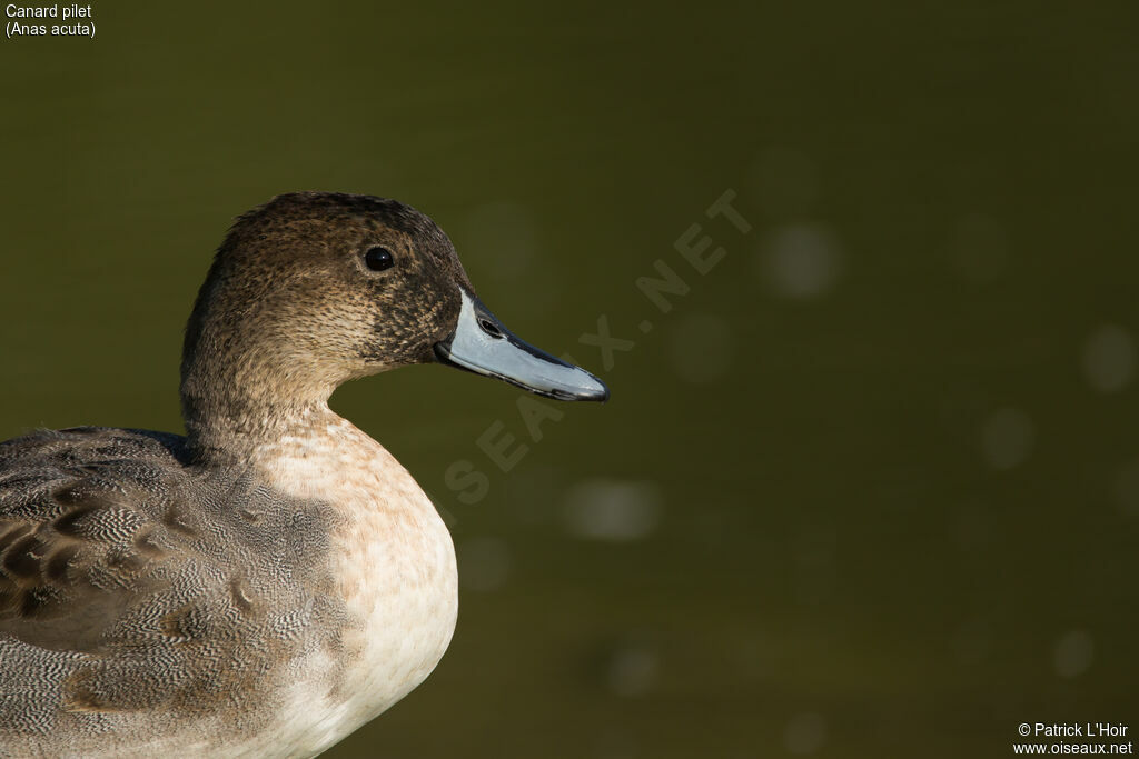 Canard pilet mâle adulte