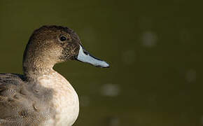 Northern Pintail