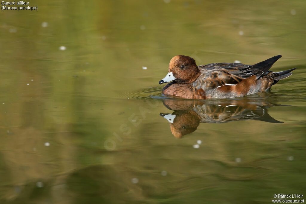 Canard siffleur