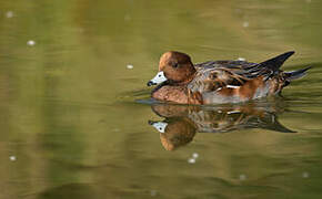 Eurasian Wigeon