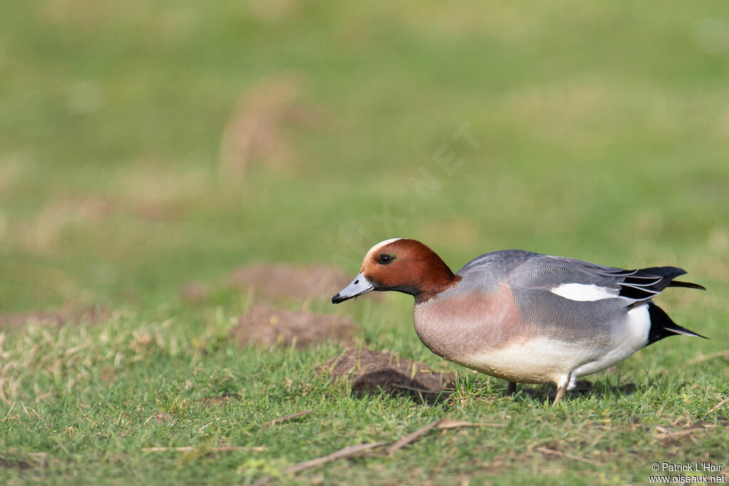 Canard siffleur mâle adulte internuptial