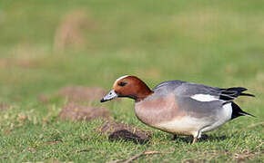 Eurasian Wigeon