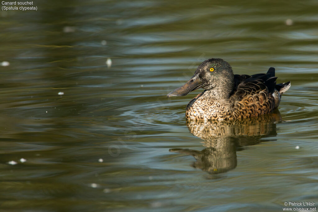 Canard souchet mâle adulte internuptial