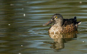 Canard souchet