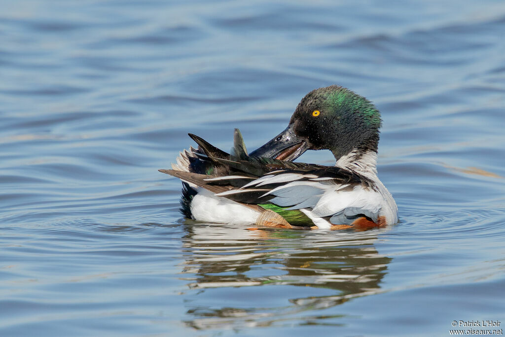 Canard souchet mâle adulte