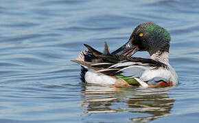 Canard souchet