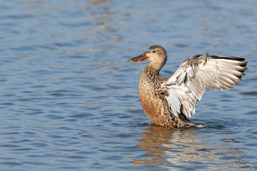 Canard souchet femelle adulte