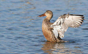 Canard souchet