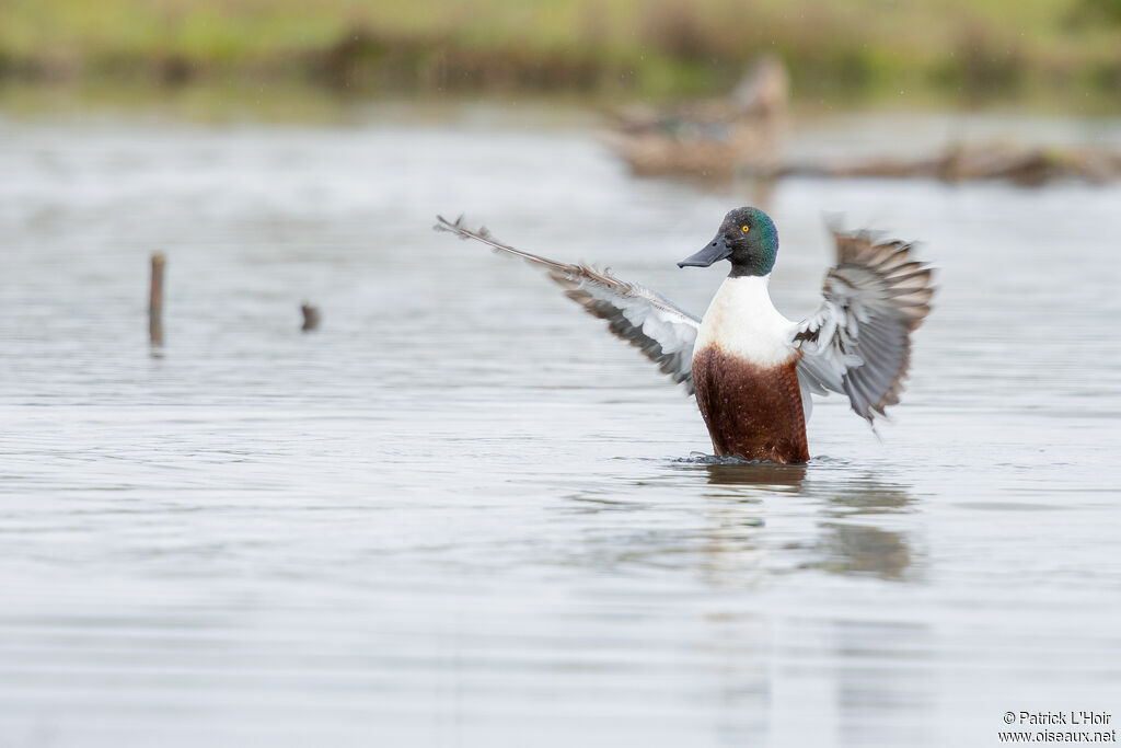 Canard souchet mâle adulte