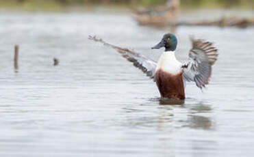 Canard souchet