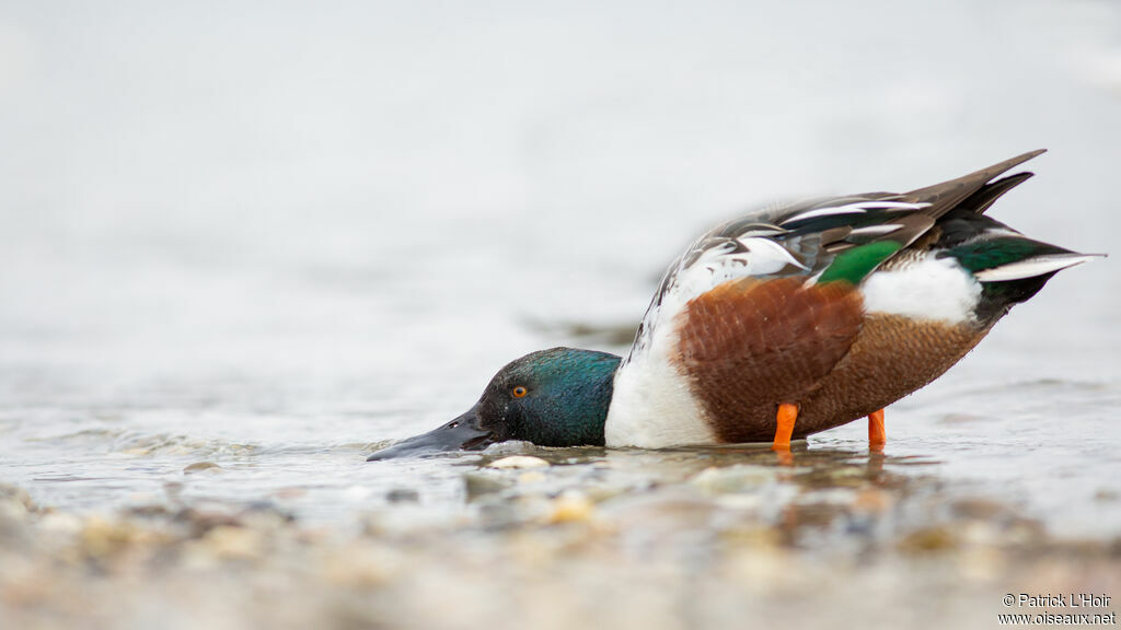 Canard souchet mâle adulte