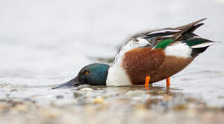 Northern Shoveler