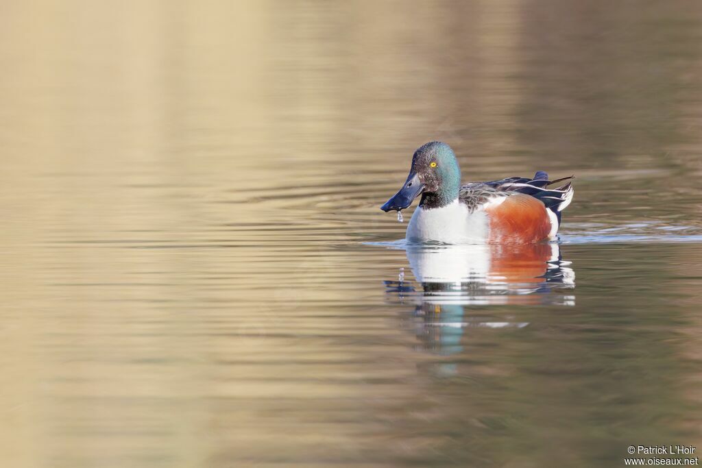 Northern Shoveleradult