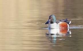 Canard souchet