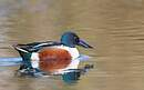 Canard souchet