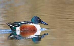 Northern Shoveler