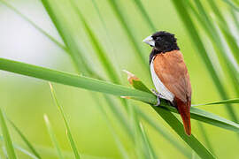 Tricolored Munia