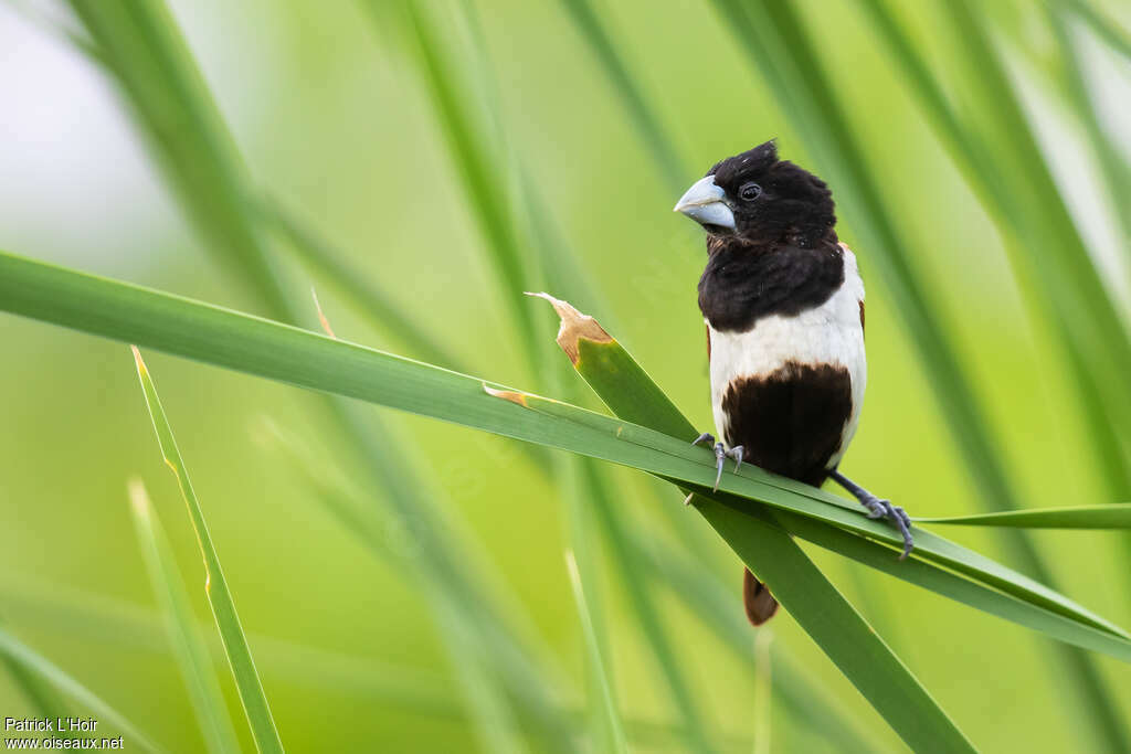 Capucin à dos marronadulte, identification