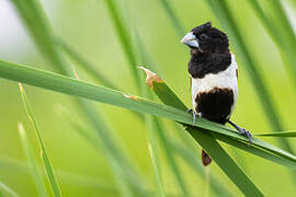 Tricolored Munia