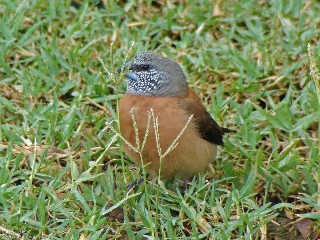 Grey-headed Silverbilladult, close-up portrait, feeding habits, eats