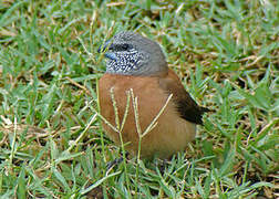 Grey-headed Silverbill