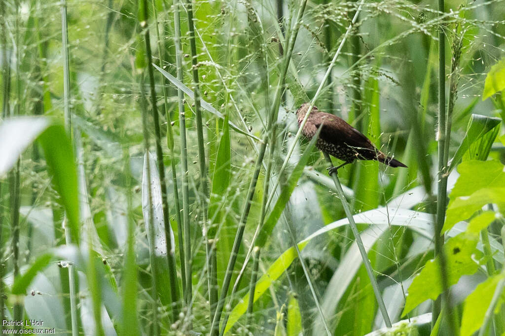 Black-throated Munia