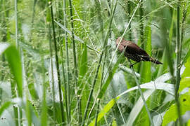 Black-throated Munia