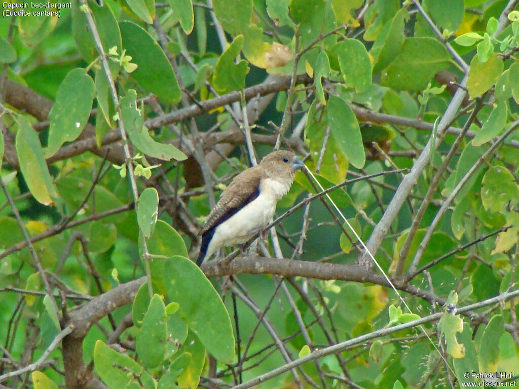 African Silverbill