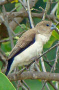 African Silverbill