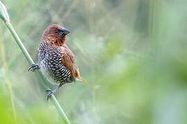 Scaly-breasted Munia