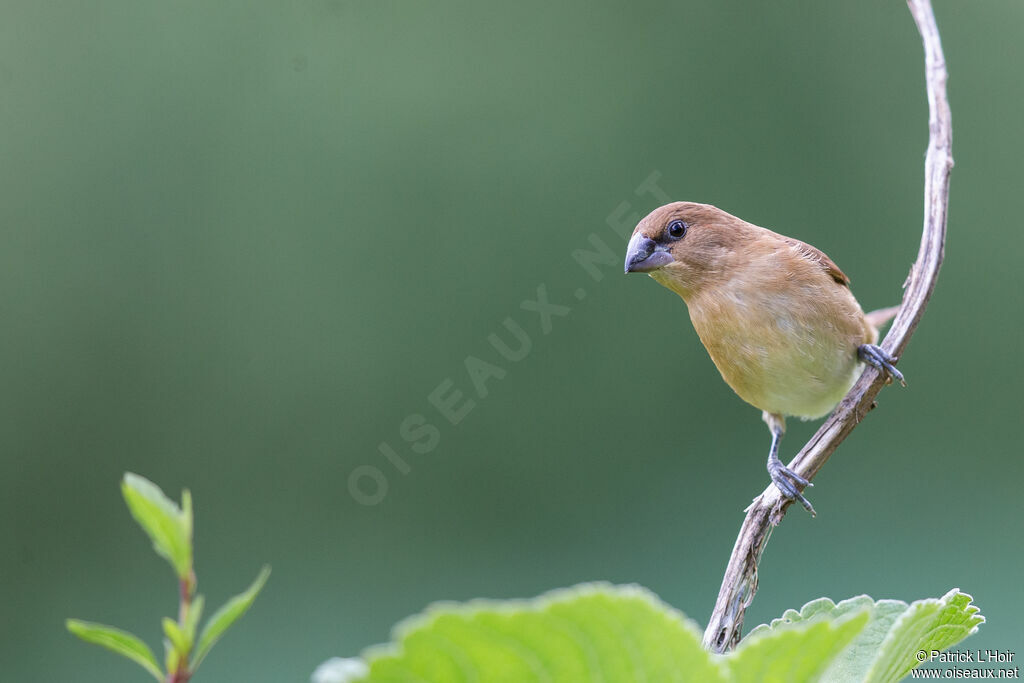 Scaly-breasted Muniajuvenile