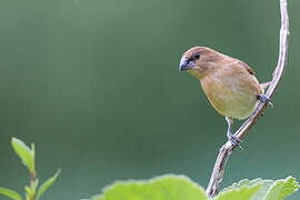 Scaly-breasted Munia