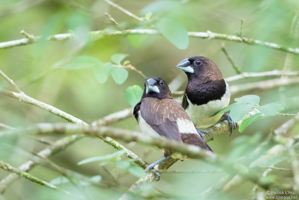 White-rumped Muniaadult