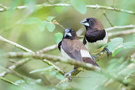 White-rumped Munia