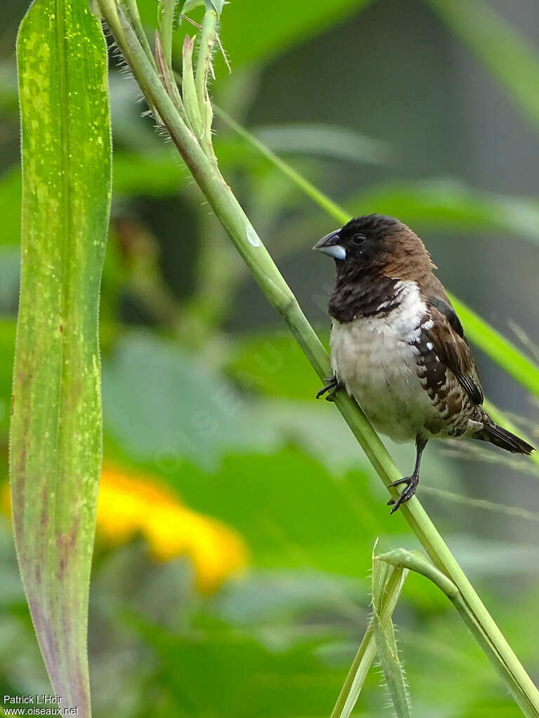 Bronze Mannikinadult, identification