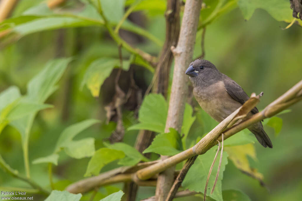 Capucin nonnettejuvénile, identification