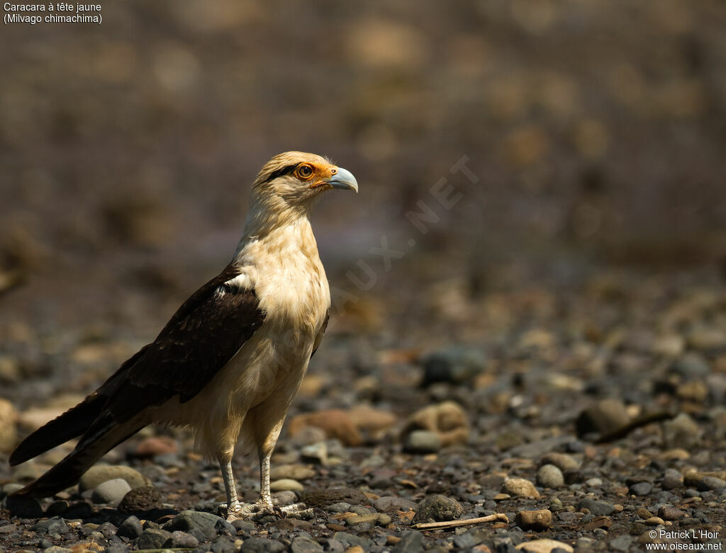 Caracara à tête jauneadulte